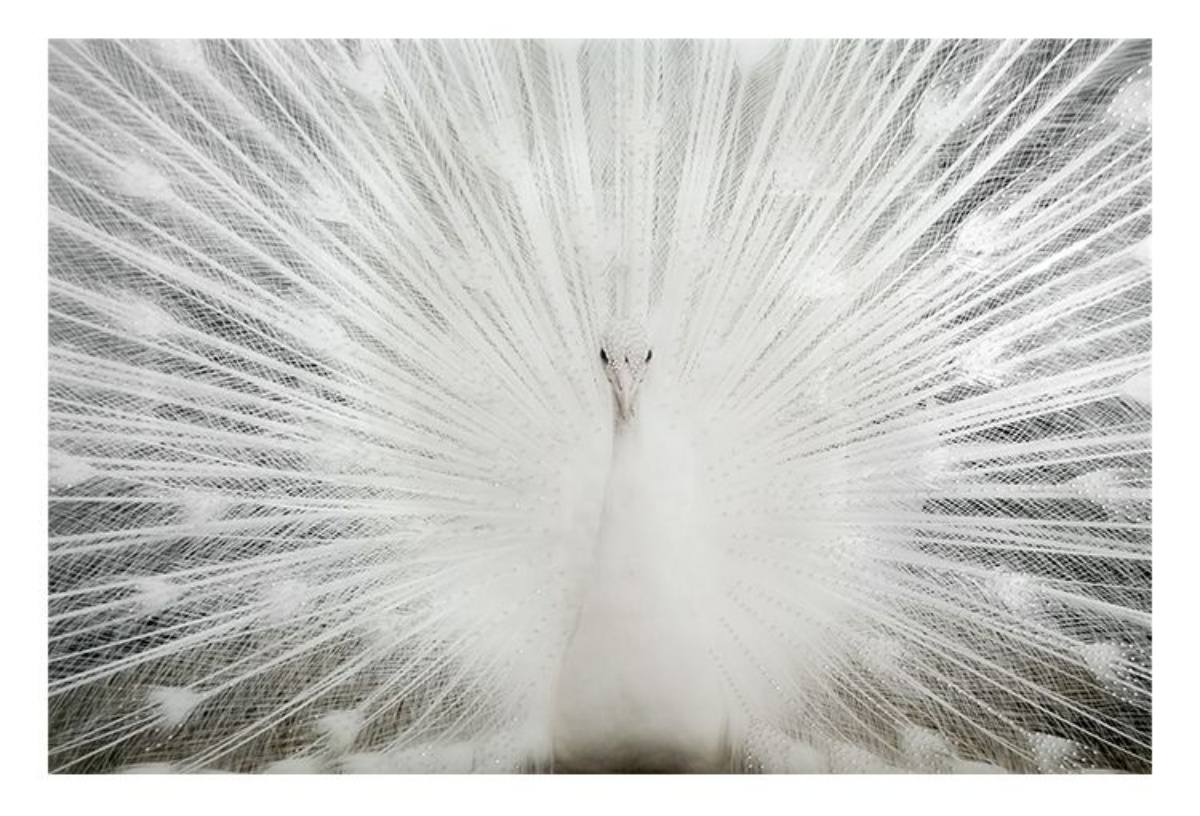 Picture of White Peacock Glass Print With Rhinestones