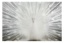 Picture of White Peacock Glass Print With Rhinestones